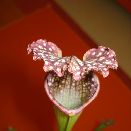 sarracenia leucophylla